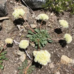 Mount Hood pussypaws thumbnail 3