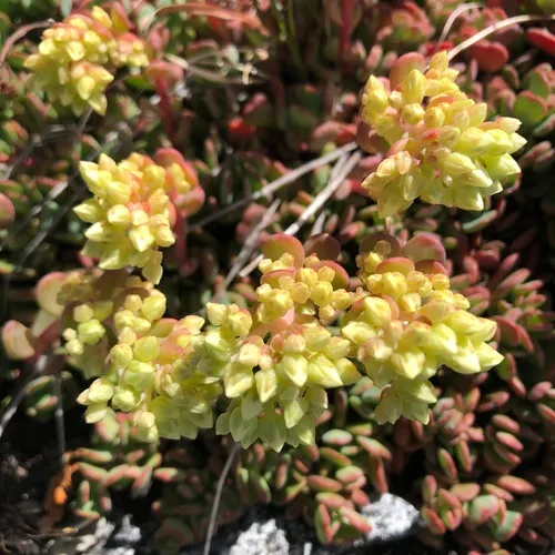 cream stonecrop