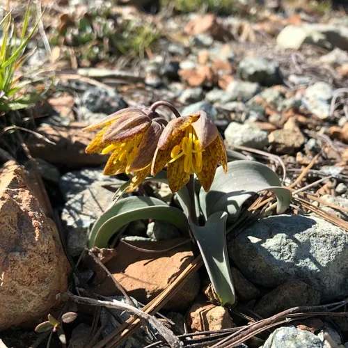 Siskiyou fritillary