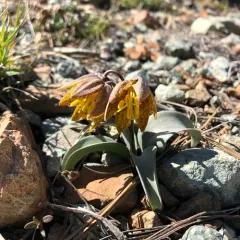 Siskiyou fritillary thumbnail 1