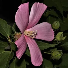 swamp rose mallow thumbnail 3