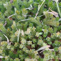 Wallace's spikemoss thumbnail 2