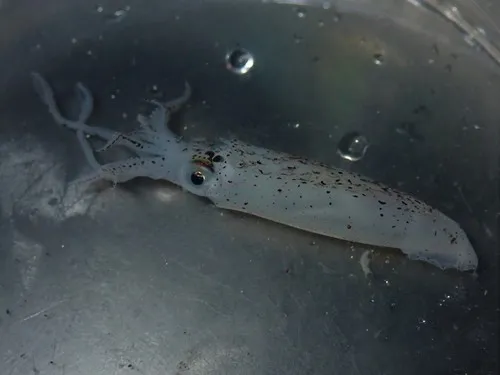 Smallfin Gonate Squid