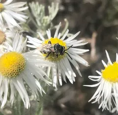 Olympia Cellophane-cuckoo Bee thumbnail 1