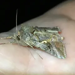 Common Looper Moth thumbnail 2