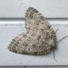 Autumnal Moth thumbnail 1