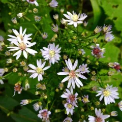 Common Blue Wood Aster thumbnail 3