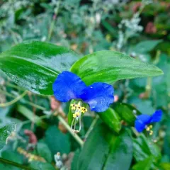 Asiatic dayflower thumbnail 4