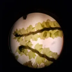 Bearded Pawwort thumbnail 1