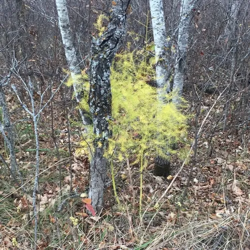 wild asparagus