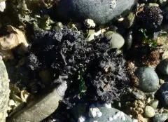 Mastocarpus alaskensis thumbnail 2