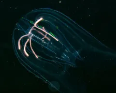 Sea Walnut thumbnail 2