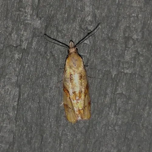 Phtheochroa vitellinana