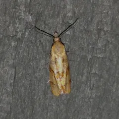 Phtheochroa vitellinana thumbnail 1