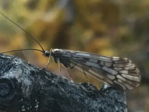 Chilostigmodes areolatus
