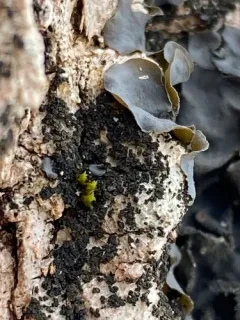 Rostania occultata thumbnail 1