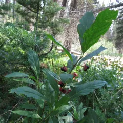 twinberry honeysuckle thumbnail 2