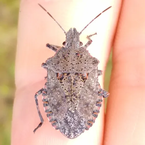 Four-humped Stink Bug