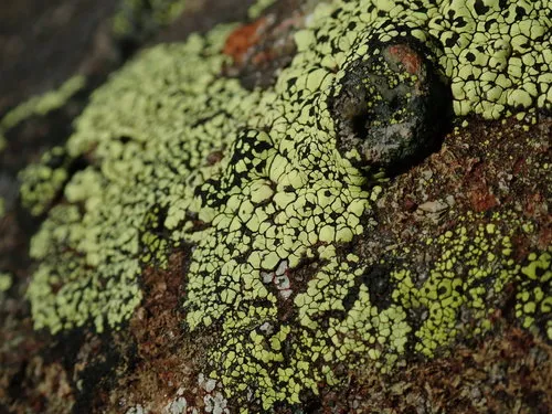 lemon map lichen