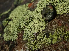 lemon map lichen thumbnail 1