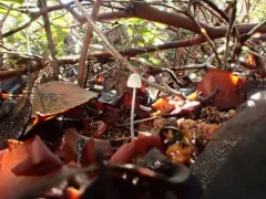 Mycena aciculata thumbnail 2