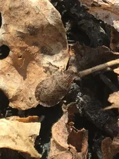 Sciocoris microphthalmus thumbnail 1
