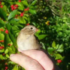 Field Sparrow thumbnail 3
