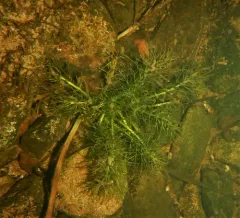 Lake-cress thumbnail 4