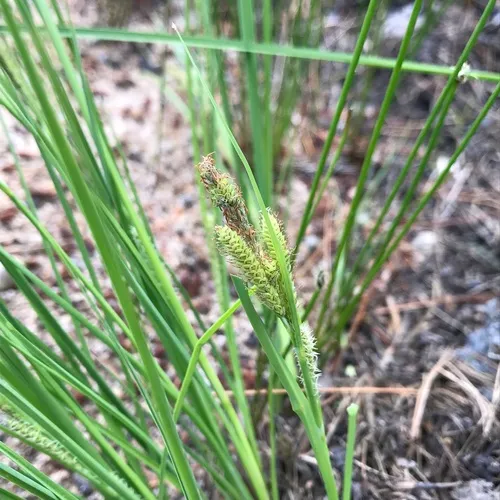 lenticular sedge
