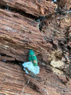 Buprestis gibbsii thumbnail 1