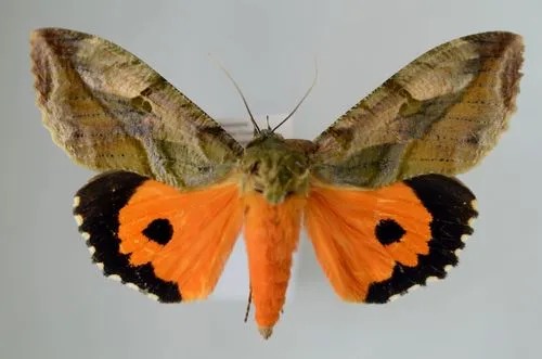 Eudocima apta