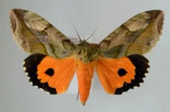 Eudocima apta thumbnail 1