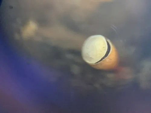 Craterium minutum