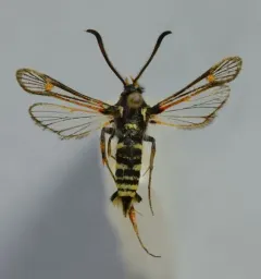 Carmenta mimuli thumbnail 3