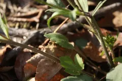 rock buttercup thumbnail 4
