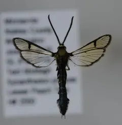 Lesser Peachtree Borer Moth thumbnail 2