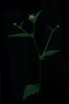 cream-colored avens thumbnail 3