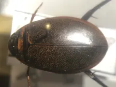 Graphoderus perplexus thumbnail 3