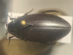 Colymbetes longulus thumbnail 4