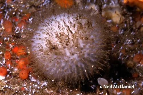 Spiny Tennis Ball Sponge