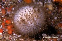 Spiny Tennis Ball Sponge thumbnail 1