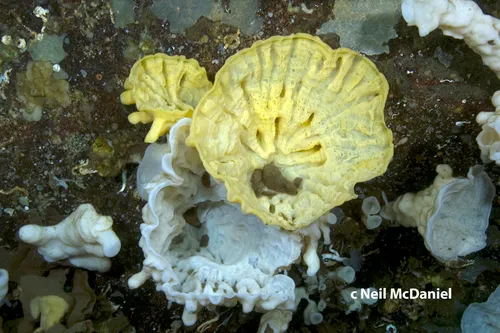 Heterochone calyx