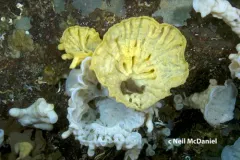 Heterochone calyx thumbnail 1