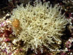 Leucosolenia eleanor thumbnail 3