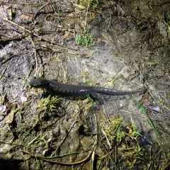 Jefferson Salamander thumbnail 3