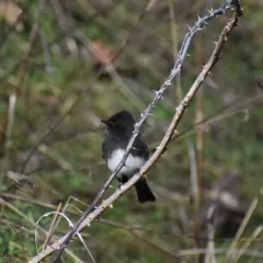 Black Phoebe thumbnail 2