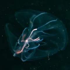 Edwardsiella lineata thumbnail 3