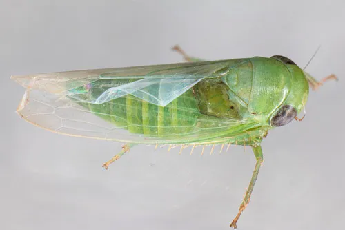 Chlorotettix viridius