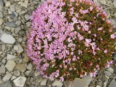 Mackenzie River Douglasia thumbnail 2
