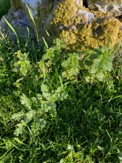 Dwarf Nettle thumbnail 4